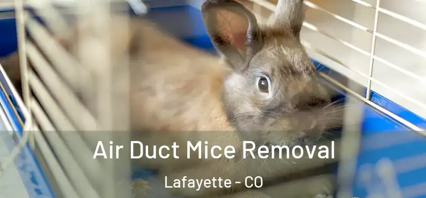 Air Duct Mice Removal Lafayette - CO
